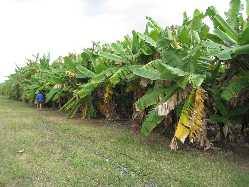 Mount Surround QLD 4809