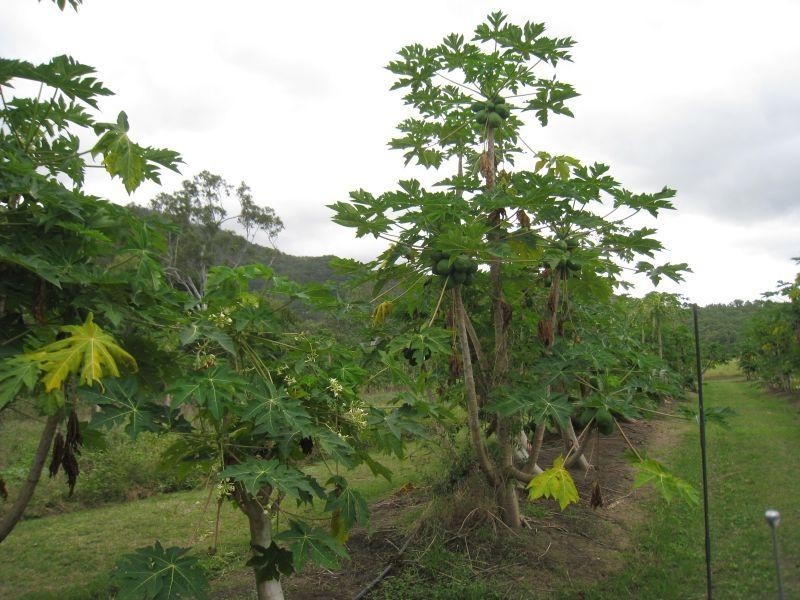 Mount Surround QLD 4809