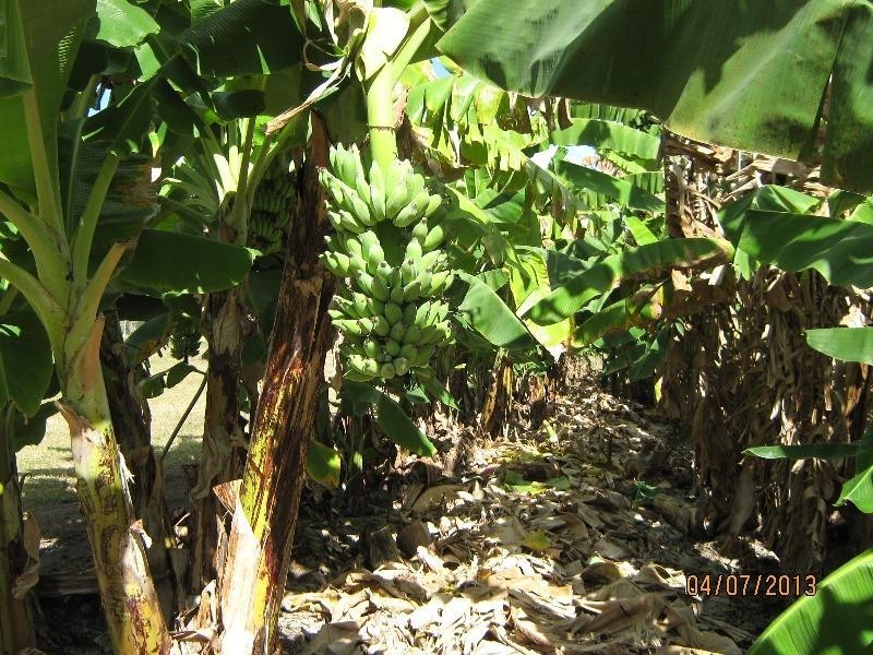 Mount Surround QLD 4809