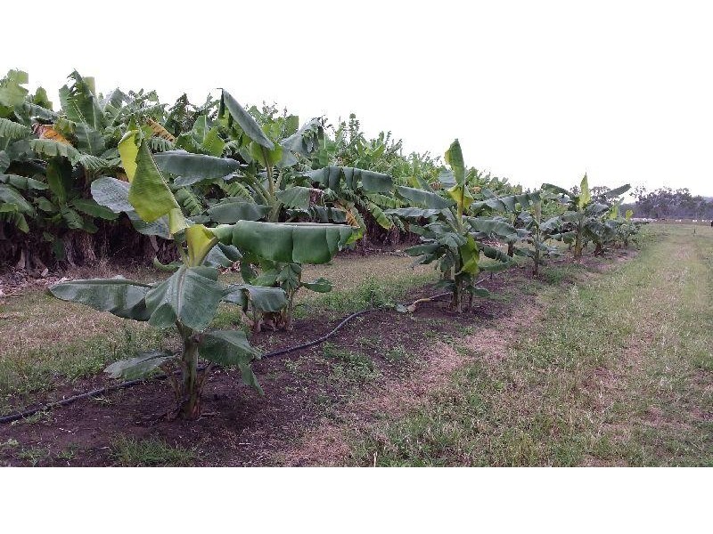 Mount Surround QLD 4809