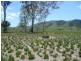 Clairview QLD 4741