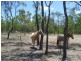 Majors Creek QLD 4816