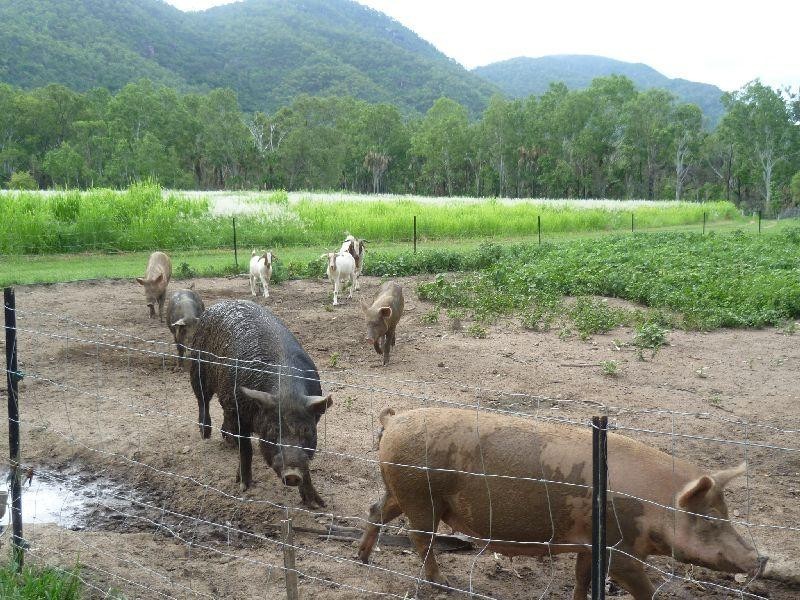 Mount Surround QLD 4809