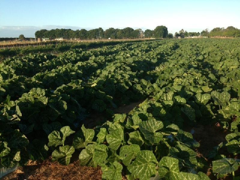 194 Mountainview  Road, Airville QLD 4807