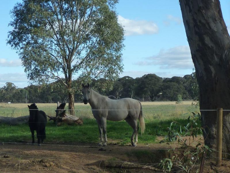 66 Wanlace Road, Majorca  TALBOT 3371, Talbot VIC 3371