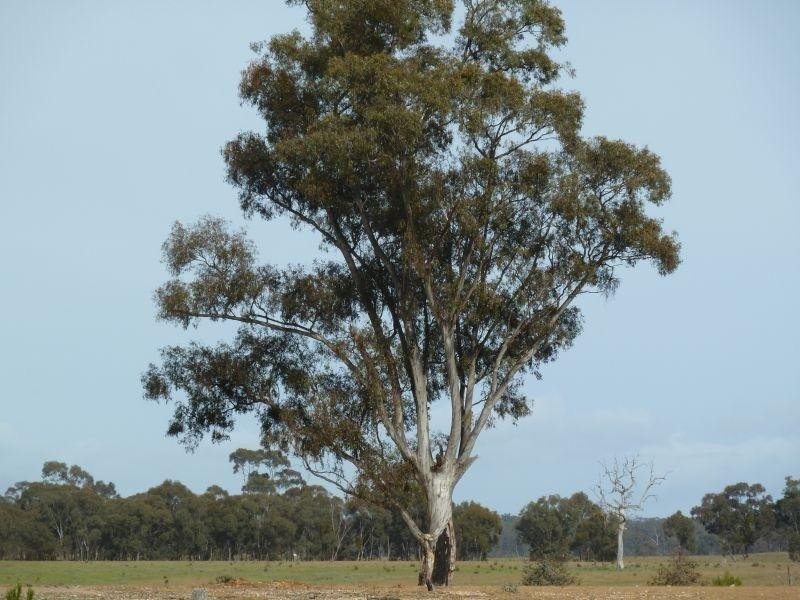 145 Lillicur Road, Amherst VIC 3371