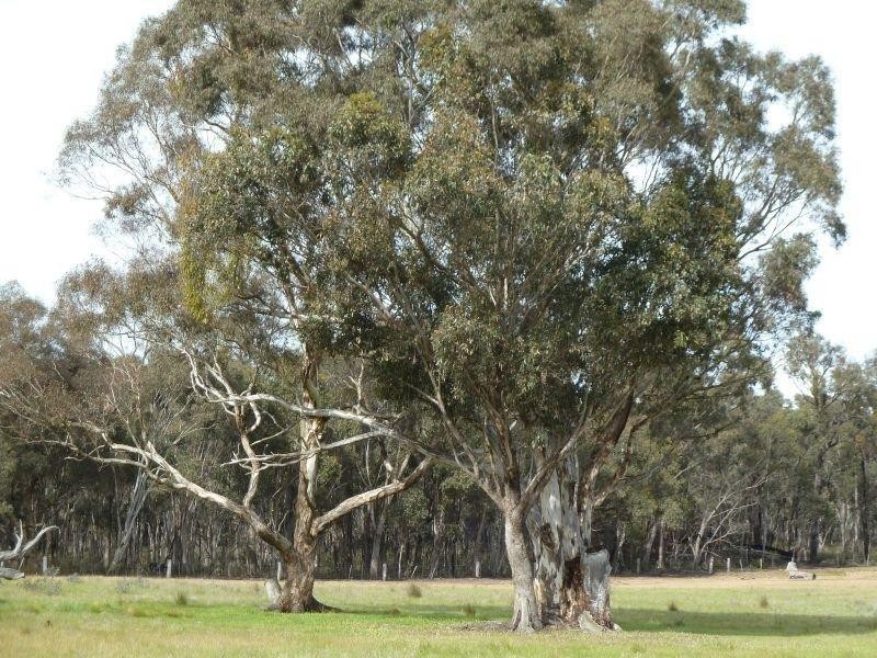 145 Lillicur Road, Amherst VIC 3371