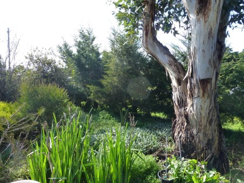 18 Beckwith Street, Clunes VIC 3370