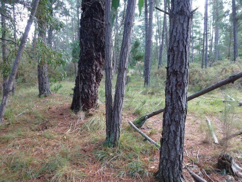 61 Pollards Lane, Creswick VIC 3363