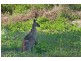Lake Macdonald QLD 4563