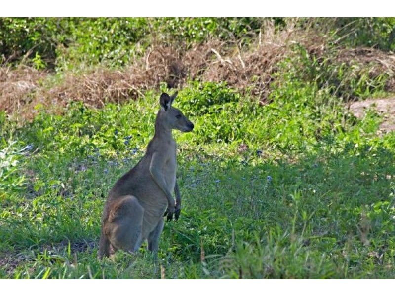 Lake Macdonald QLD 4563