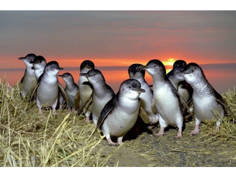 56 Boys Home Road, Newhaven VIC 3925