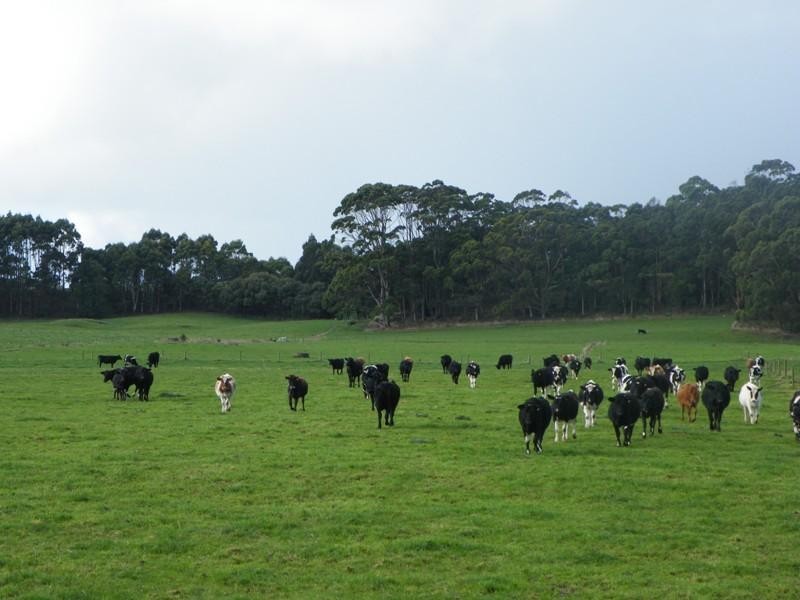 23 Purdys Road IRISHTOWN 7330, Irishtown TAS 7330