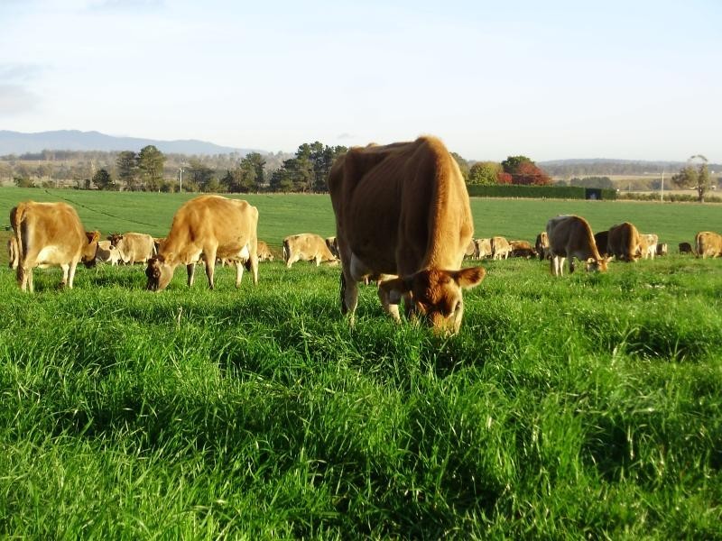 5467 Poatina Road CRESSY 7302, Cressy TAS 7302