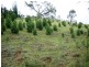 351 Jerangle Road BREDBO 2626, Bredbo NSW 2626