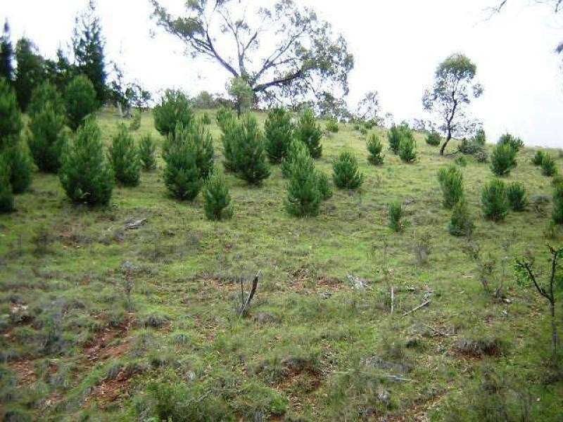 351 Jerangle Road BREDBO 2626, Bredbo NSW 2626