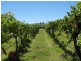 255 Werralong Road BERRIDALE 2628, Berridale NSW 2628