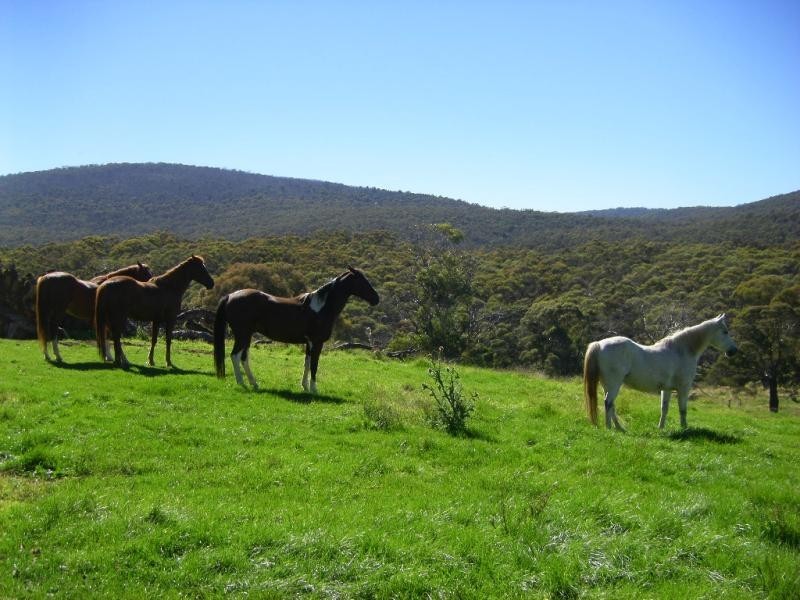 Lot 1 Shannons Flat Road SHANNONS FLAT 2630, Shannons Flat NSW 2630