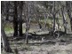 3060 Jerangle Road, Jerangle NSW 2630