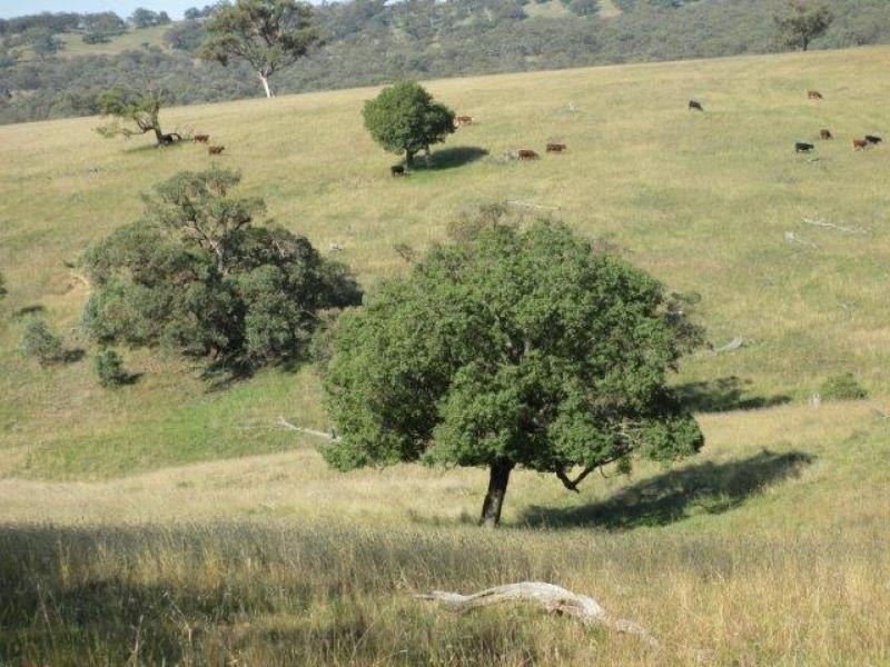 Coolah NSW 2843