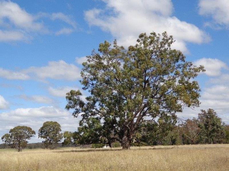 1435 Warrumbungle Way, Coolah NSW 2843