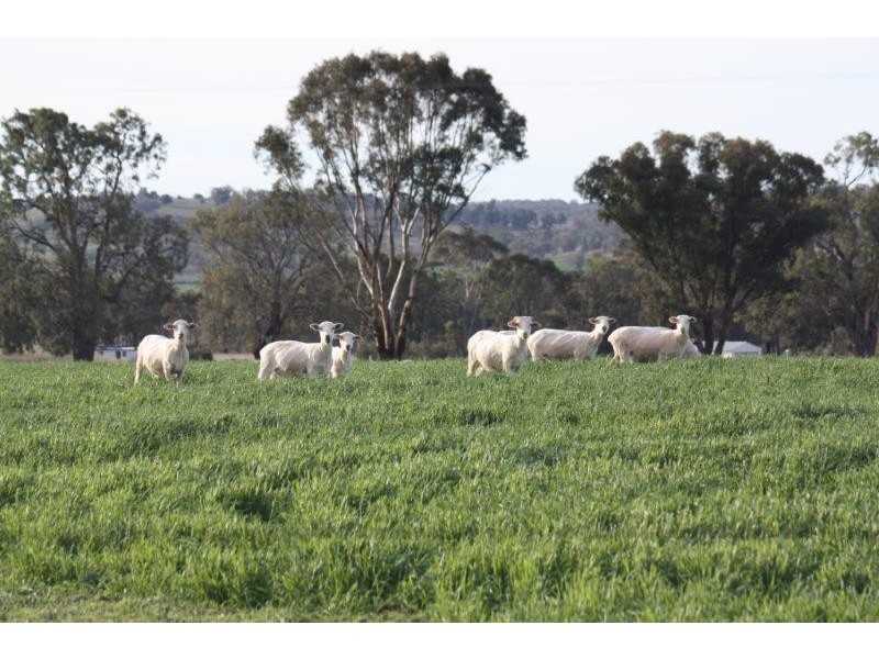 199 Gamble Creek  Road, Coolah NSW 2843