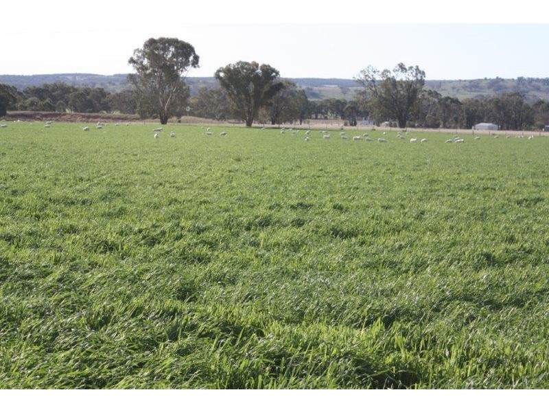 199 Gamble Creek  Road, Coolah NSW 2843