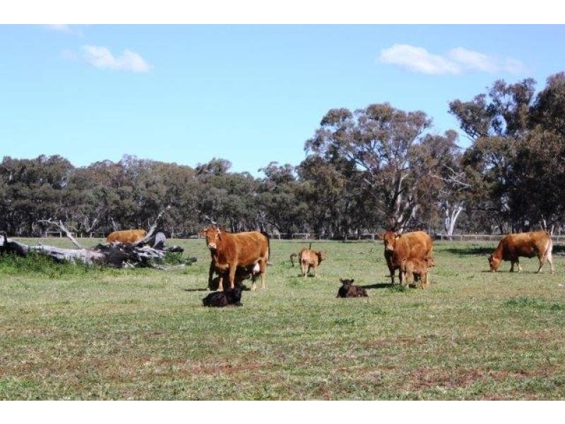 1158 Warrumbungle Way, Coolah NSW 2843