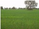 Lot 17 Nevertire Road, Tottenham NSW 2873