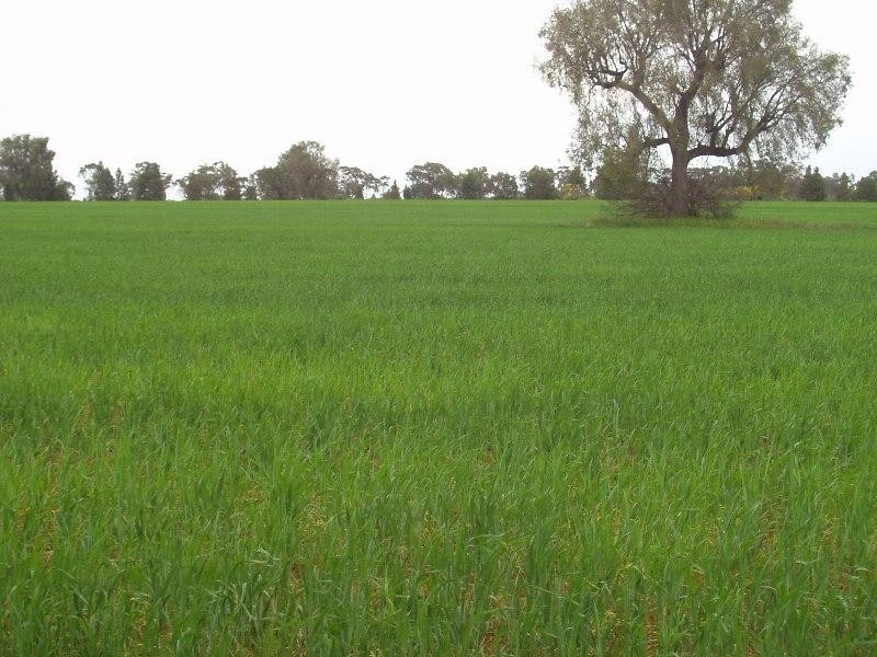 Lot 17 Nevertire Road, Tottenham NSW 2873