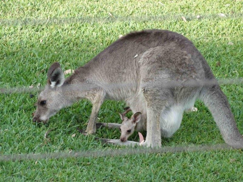 60 Clancy  Drive, Inverell NSW 2360