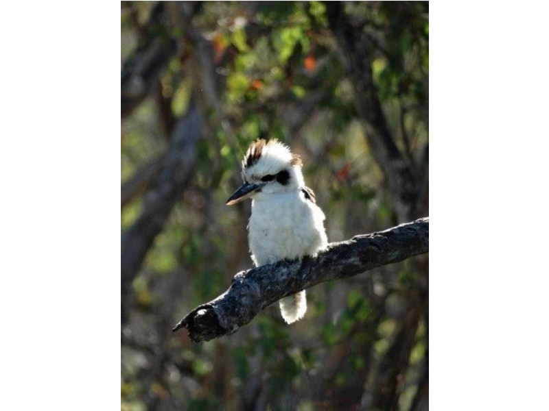 60 Clancy  Drive, Inverell NSW 2360