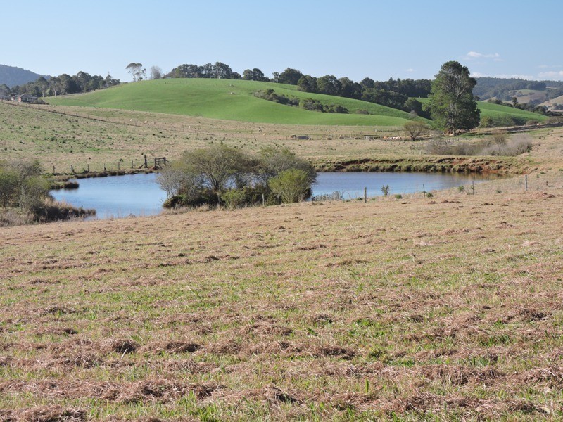 Dorrigo NSW 2453