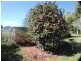 Dorrigo NSW 2453