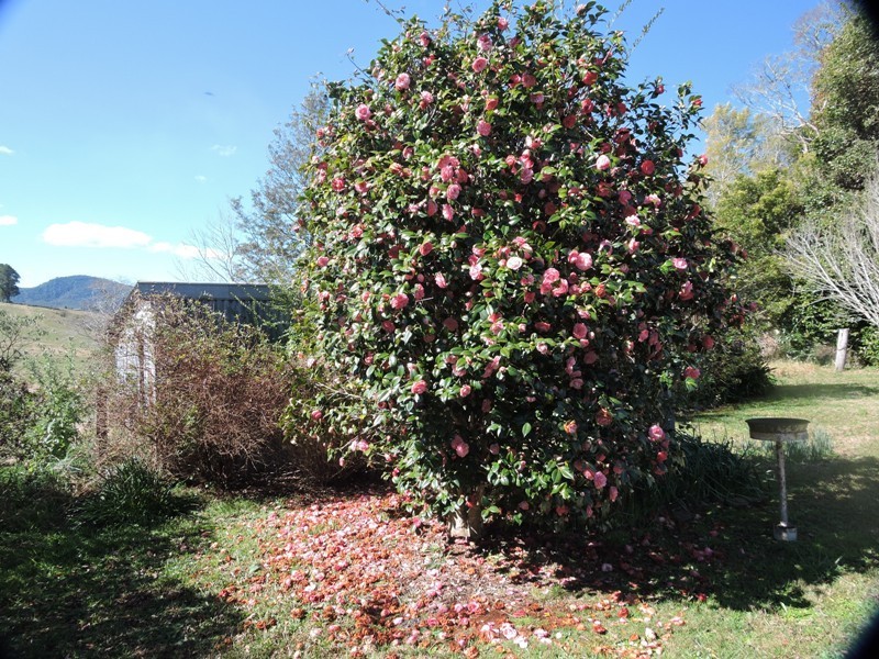 Dorrigo NSW 2453
