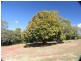 Dorrigo NSW 2453
