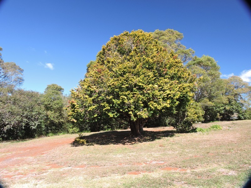 Dorrigo NSW 2453
