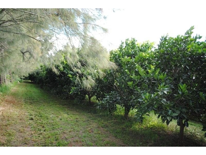 667 Old Coast Road, Dorrigo NSW 2453