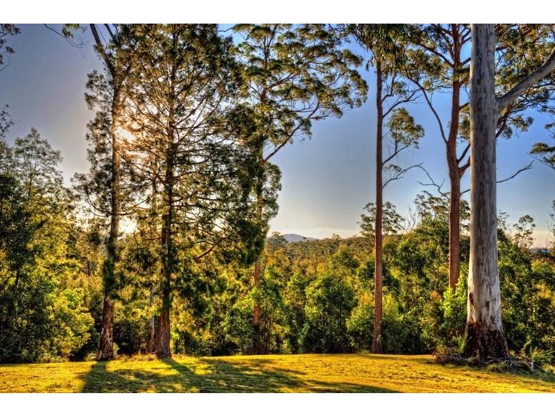 1225 Lower Bielsdown Road, Dorrigo NSW 2453