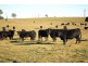 7986 Grafton Road, Ebor NSW 2453