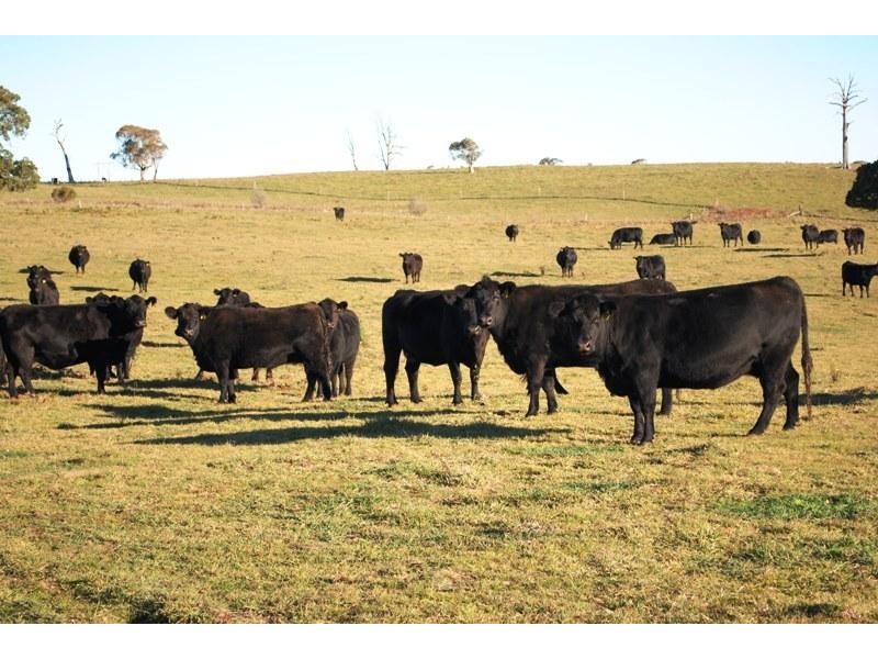 7986 Grafton Road, Ebor NSW 2453