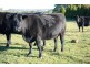 7986 Grafton Road, Ebor NSW 2453