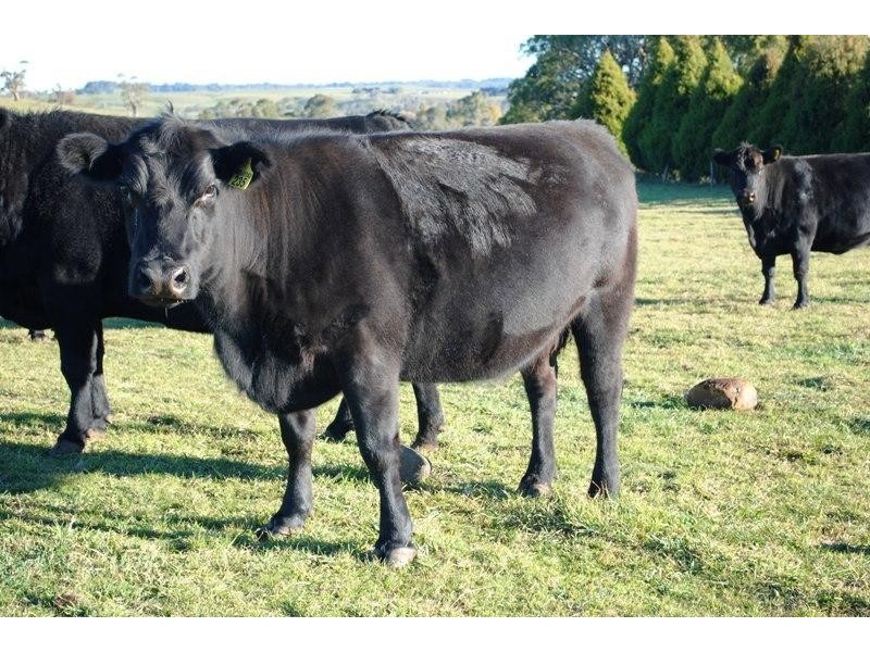 7986 Grafton Road, Ebor NSW 2453