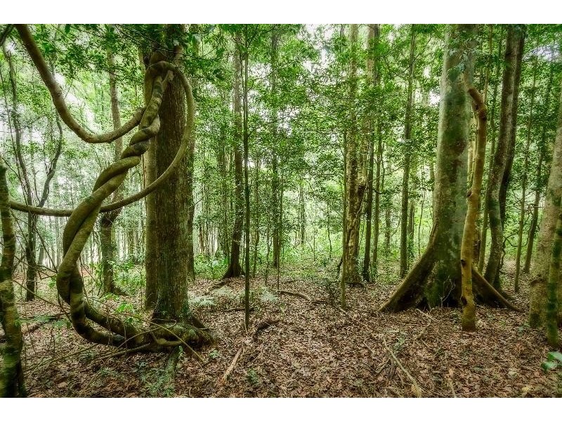 113 Old Coramba  Road, Dorrigo NSW 2453