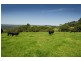 4948 Waterfall Way, Dorrigo NSW 2453