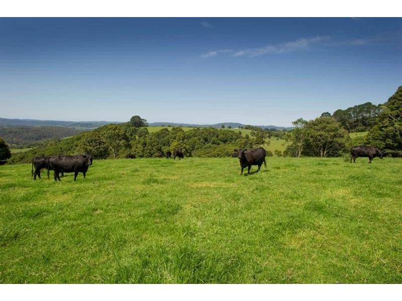 4948 Waterfall Way, Dorrigo NSW 2453