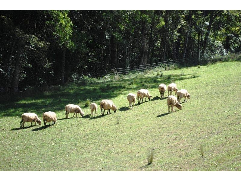 Dorrigo NSW 2453