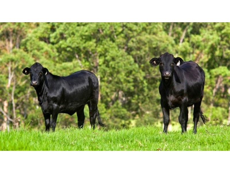 Tyringham NSW 2453