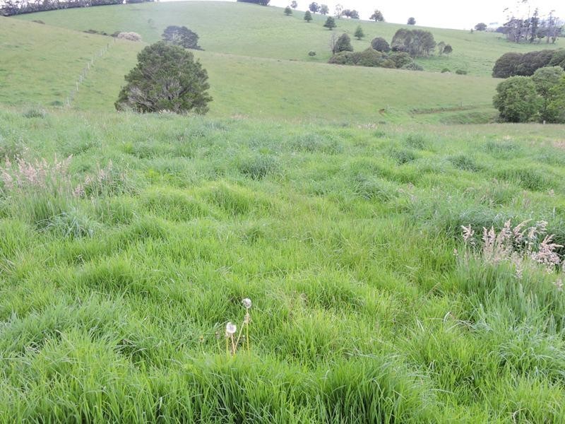 65 Parberys Lane, Dorrigo NSW 2453