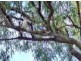 19 Tokara Court, Kelso QLD 4815